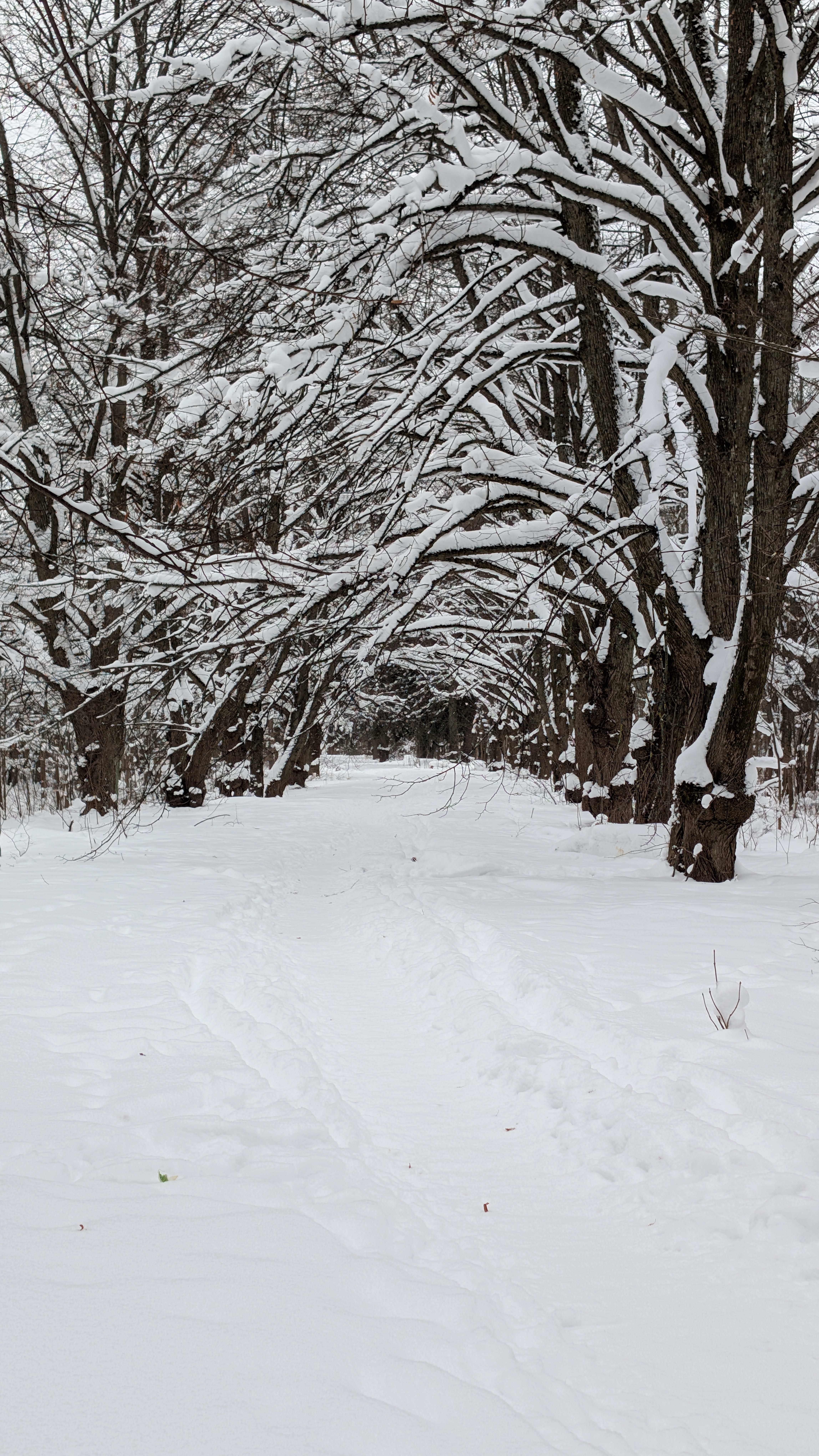 Описание изображения
