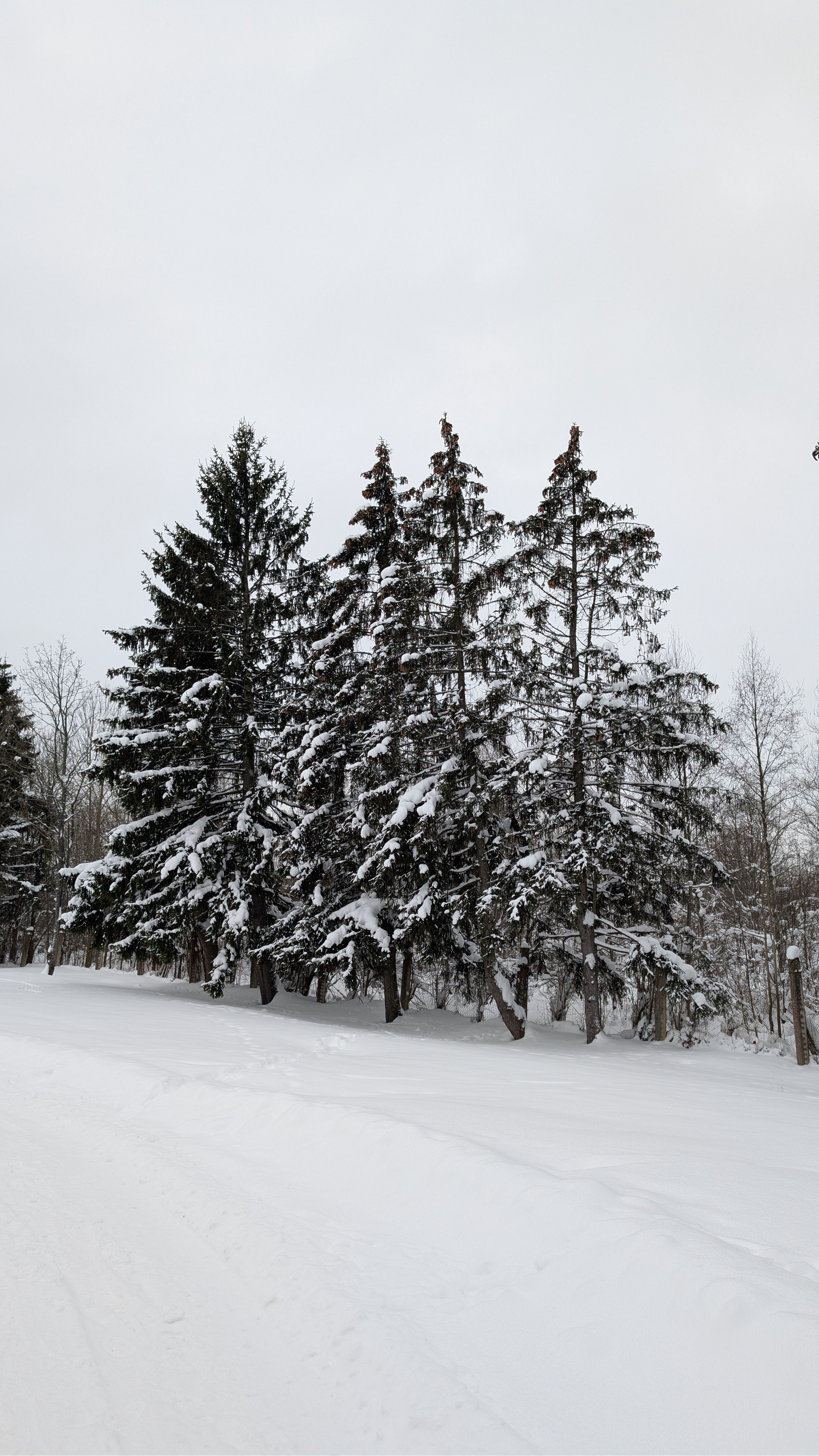 Описание изображения